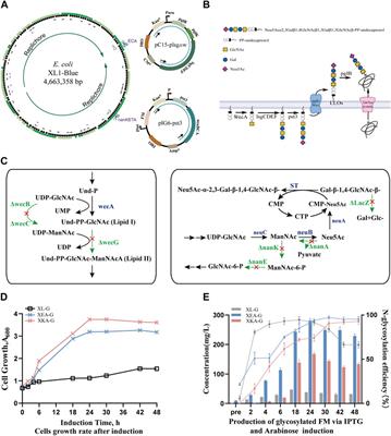 Construction of an Escherichia coli chassis for efficient biosynthesis of human-like N-linked glycoproteins